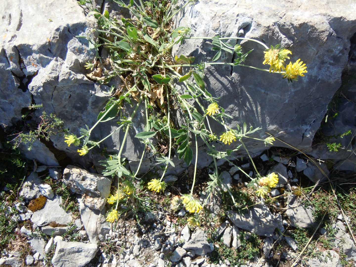 Anthyllis vulneraria / Vulneraria comune